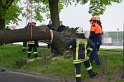 Baum auf Fahrbahn Koeln Deutz Alfred Schuette Allee Mole P628
